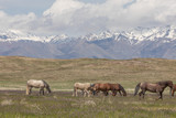Fototapeta Konie - Wild Horses in the Utah Desert in Spring
