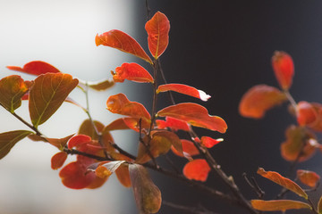 autumn leaves on black background