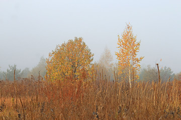 Wall Mural - view of the gentle birches in the autumn meadow