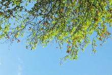 Green Leaves With Blue Sky