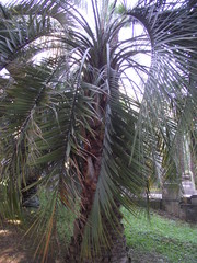 Wall Mural - palm tree in front of building