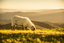 Sheeps Eating Grass In The Mountains In The Basque Country