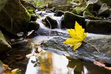 Yellow Leaf Closeup And Stream In Autumn Forest. Long Expusure.