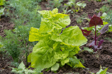 Fresh green organic leaves of Atriplex hortensis, commonly known as garden orache, red orache, mountain spinach, French spinach, or arrach, in a traditional vegetables garden in a summer day