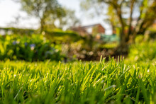 Ground Level View Of A Well Maintained And  Recently Cut Lawn Seen Within A Large Garden In Summer. This Shallow Focus Image Shows Distant Trees And Fine Hedges, All Of Which Are Well Kept.
