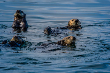 Group of Sea Otters floating in Alaskan waters