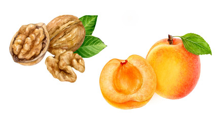 Wall Mural - Apricot walnut set composition watercolor isolated on white background