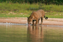 Jaguar Drinking
