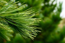 Beautiful Pine Branch. Macro Photo Of Needles Of A Pine Bright Green Branch