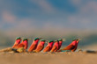 Beautiful red bird - Southern Carmine Bee-eater - Merops nubicus nubicoides flying and sitting on their nesting colony in Mana Pools Zimbabwe, Africa