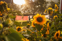 Austria, Radstadt, Farm, Female Farmer Hangs The Washing On The Line, Sunflower In The Foreground