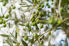 Green Olives On Tree