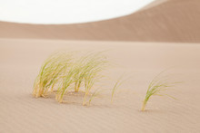 Windswept Indian Ricegrass Oryzopsis Hymenoides On Sand Dune
