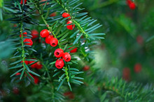 Inedible Poisonous Bitter Red Yew Berries On A Green Branch
