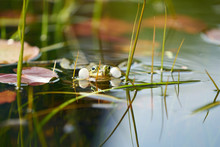 A Singing Frog In A Pond