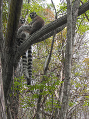 Ring-tailed lemur sitting on between tree branches at rainforest in Madagascar