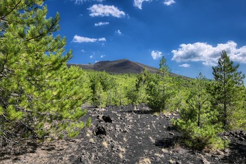 Wall Mural - Young Pinewood In Etna Park, Sicily