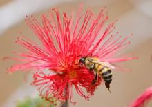 Bee On Bottlebrush