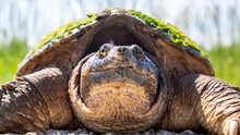 Close Up Portrait Of A Snapping Turtle