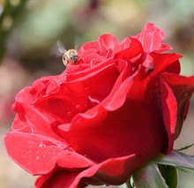 Bee On Red Rose