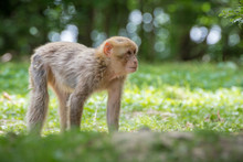 Barbary Macaque, Also Known As A Barbary Ape