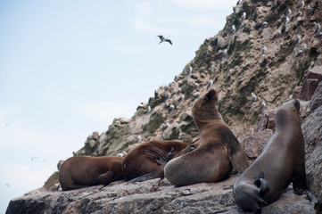 Sea Lion Family 4