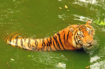 The Bengal Tiger, (Panthera tigris) swimming in the water full of algae, Thailand.