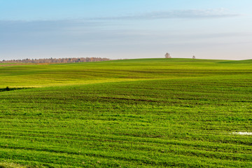 Green field and blue sky with white cloud, nature landscape background