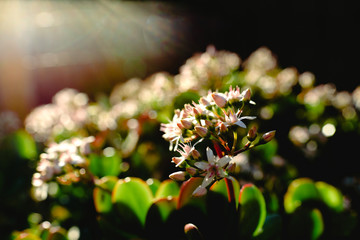 Wall Mural - Background of a white flower backlit in bloom in spring.