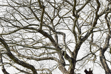 Wall Mural - dry tree branch isolated on white background.