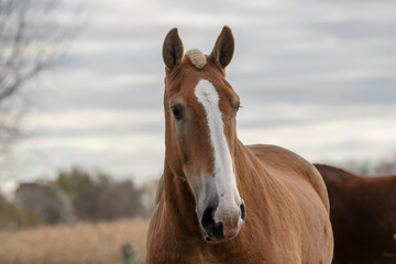 Poster - Beautiful heavy draft horse a large horse used for pulling heavy loads,