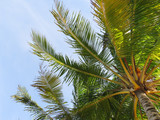 Fototapeta Na sufit - Palm trees under a blue sky in Martinique, French West Indies.  Caribbean sea. Natural colors and texture.