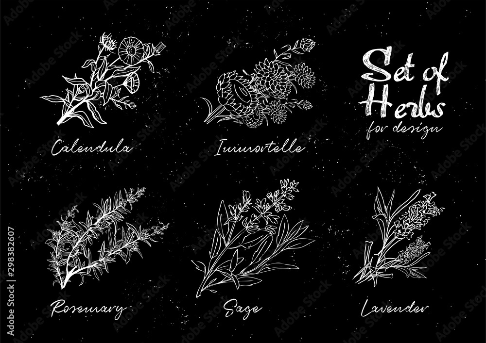 Hand drawn herbs set for medicinal, for cooking, cosmetics, store ...