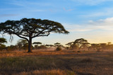 Fototapeta Sawanna - Fog rolls in among the acacia trees of of Serengeti National Park at dawn in Tanzania, Africa