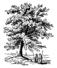 Wall Mural - Terebinth Tree vintage illustration.