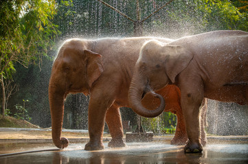 Two Asian white elephants bathing in Yangon, Myanmar.