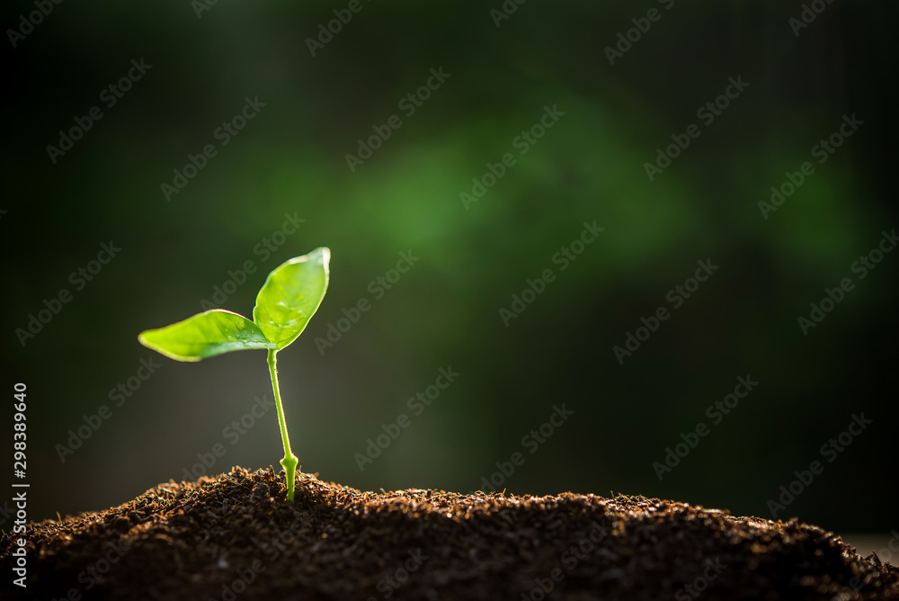 The Sapling are growing from the soil with sunlight - obrazy, fototapety, plakaty 