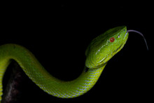 A Very Venomous And Endemic Snake Sabah Bamboo Pit Viper (Trimeresurus Popeorum Sabahi) Is Sabah, Borneo Island
