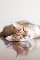 Canvas Print - cat sleep on a table