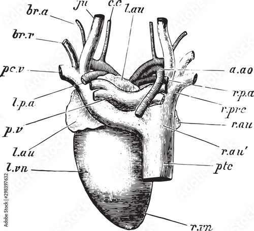 Cuadros en Lienzo Pigeon Heart, vintage illustration