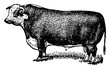 © Morphart - Hereford Bull, vintage illustration.