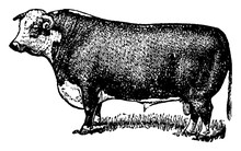 Hereford Bull, Vintage Illustration.