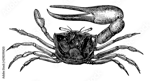 Cuadros en Lienzo Sand Fiddler Crab, vintage illustration.