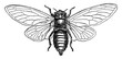Cicada Septendecim, vintage illustration.