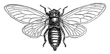 Cicada Septendecim, Vintage Illustration.