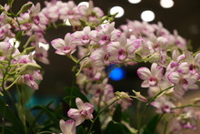 White-pink Orchids Grow In A Bush At Singapore Airport As Ecological Concept.