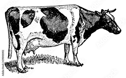 Holstein Cow, vintage illustration. Tableau sur Toile