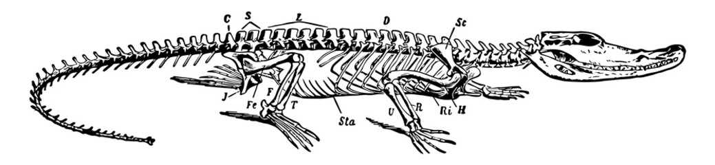 Wall Mural - Crocodile Skeleton, vintage illustration