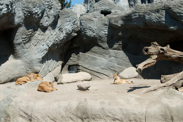 brown lions sitting in an enclosure in a zoo