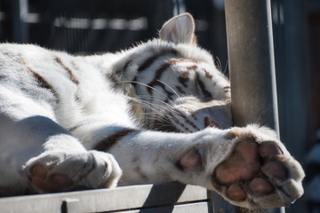 2019-03-01 WHITE TIGER SLEEPING IN THE ISSAQUAH ZOO